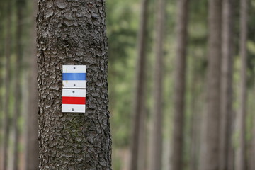 Wegweiser zur Orientierung im Wald
