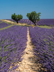 France, august 2019, Provence: Beautiful lavender fields on the Plateau of Valensole.