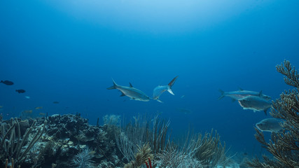 Fototapeta na wymiar Seascape of coral reef in Caribbean Sea / Curacao with Tarpon fish, coral and sponge