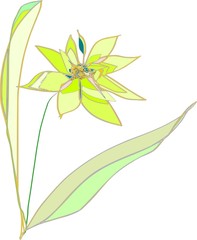 drawing of flower by computer graphics