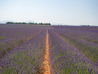 Fototapeta na wymiar France, august 2019, Provence: Beautiful lavender fields on the Plateau of Valensole.