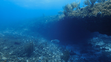 Seascape of coral reef in Caribbean Sea / Curacao with Tarpon fish, coral and sponge