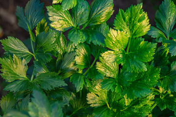 Young fresh green celery close-up. The concept of organic farming.