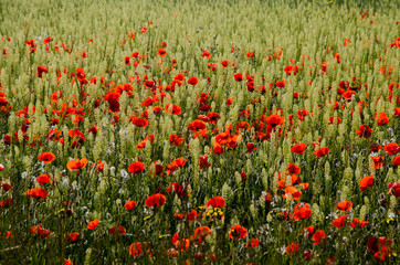 Obraz premium coquelicots077