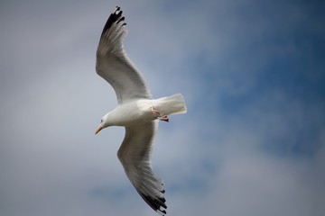 Goéland