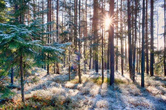 snow in a pine forest on a sunny day after a snowfall. backlight	