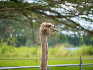 A close up shot of ostrich head