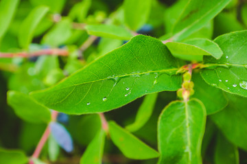 Fresh green leaves of honeysuckle with water drops in the garden. Selective focus. Shallow depth of field.