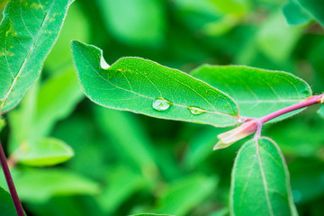 Fresh green leaves of honeysuckle with water drops in the garden. Selective focus. Shallow depth of field.