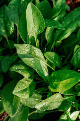 Young green leaves of organic spinach close-up. Drops of water on the leaves on a bright sunny day.