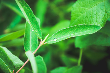 Fresh green leaves of honeysuckle with water drops in the garden. Selective focus. Shallow depth of...