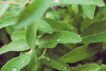 Fresh green leaves of honeysuckle with water drops in the garden. Selective focus. Shallow depth of...