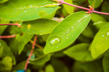 Fresh green leaves of honeysuckle with water drops in the garden. Selective focus. Shallow depth of...