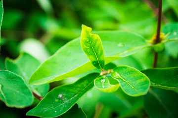 Fresh green leaves of honeysuckle with water drops in the garden. Selective focus. Shallow depth of field.