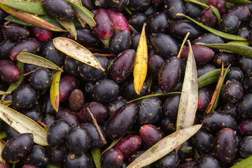 Harvest of black picual olives