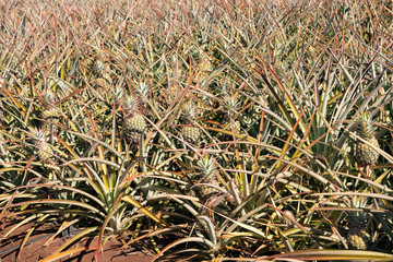 Fresh Hawaiian pineapples ready for the harvest