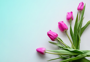 Flat lay flower composition. Pink tulips on a gradient background. Close up. Copy space.