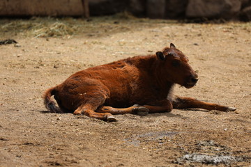 Fototapeta premium American Bison - Bison bison