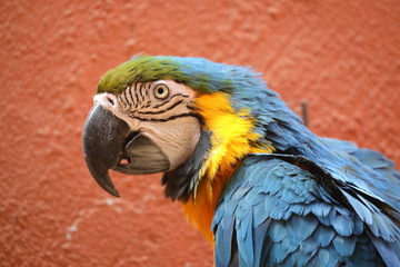 A Blue-and-Yellow Macaw - Ara Ararauna