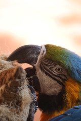 A Blue-and-Yellow Macaw - Ara Ararauna