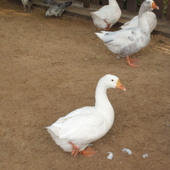 Image of a white goose in the yard