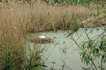 schwan brütet im nest