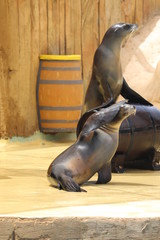 Fototapeta premium California Sea Lion Show - Zalophus californianus