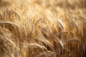 A field of wheat in the rays of the sun