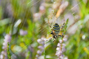 argiope spider with prey on a web