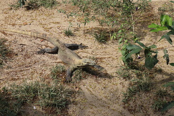 A beautiful view of Bird Park in Bali, Indonesia