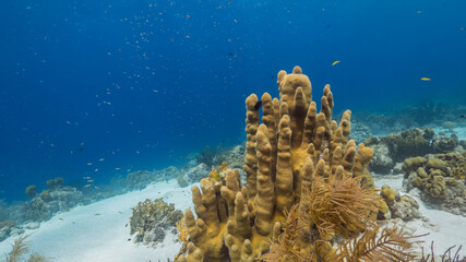 Naklejka na ściany i meble Seascape of coral reef in Caribbean Sea / Curacao with Pillar Coral and sponge