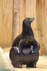 California Sea Lion Show - Zalophus californianus