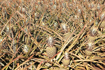Ripe juicy pineapples ready to be harvested