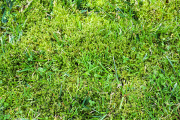 High resolution close up view on a green grass field with lots of detail