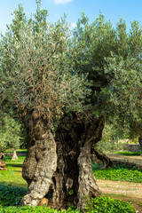 Alter Olivenbaum auf Mallorca