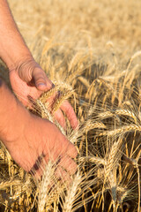 Man's hands touches spikelets of wheat on a field