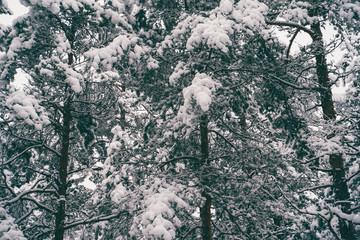 Trees strewn with snow in the winter forest.