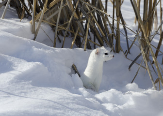 stoat in the snow