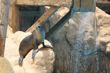 California Sea Lion Show - Zalophus californianus