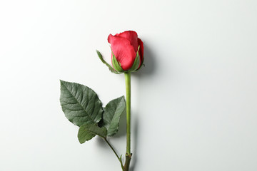 Beautiful red rose with green leaves on white background, space for text - obrazy, fototapety, plakaty