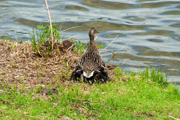 duck with chicks on the bank of the pond in the park