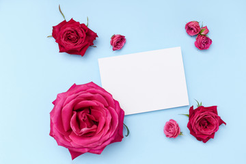 Pink roses around an empty postcard on blue background. Greeting mockup