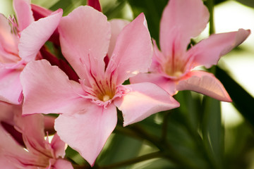 pink flower oleander close