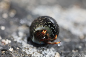 Hermit Crab - Clibanarius aequabilis