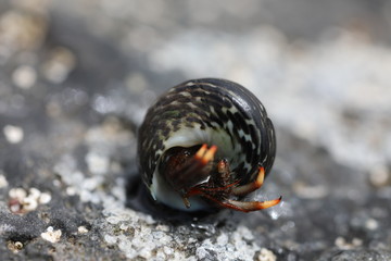 Hermit Crab - Clibanarius aequabilis