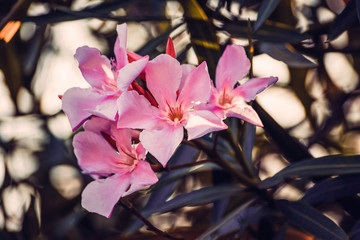pink flower oleander close