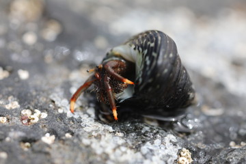 Hermit Crab - Clibanarius aequabilis