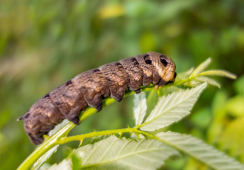 elephant hawk moth larva