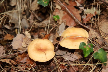 Clitocybe inversé