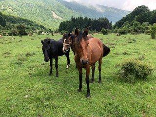 Domestic Horse - Equus ferus caballus
